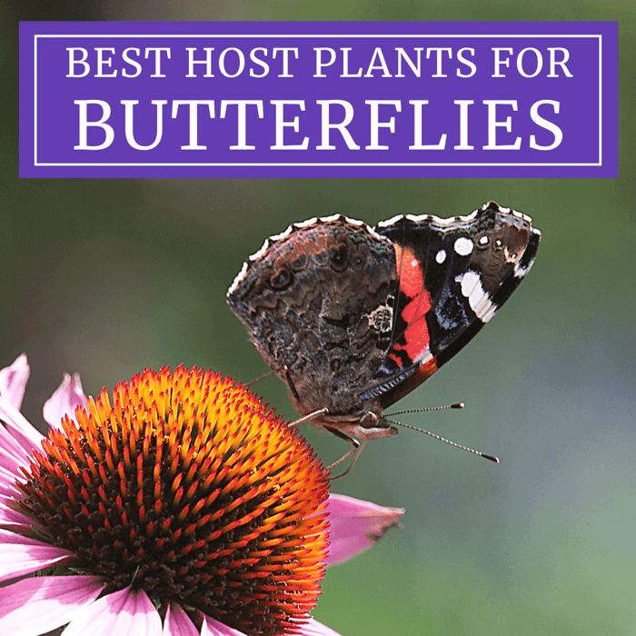 Best host plants for butterflies