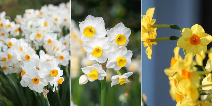 Best Daffodils for the South - Longfield Gardens