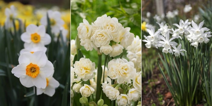 Best Daffodils for the South - Longfield Gardens