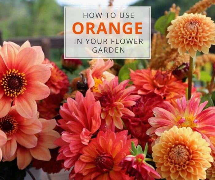 Designing an Orange Flower Garden