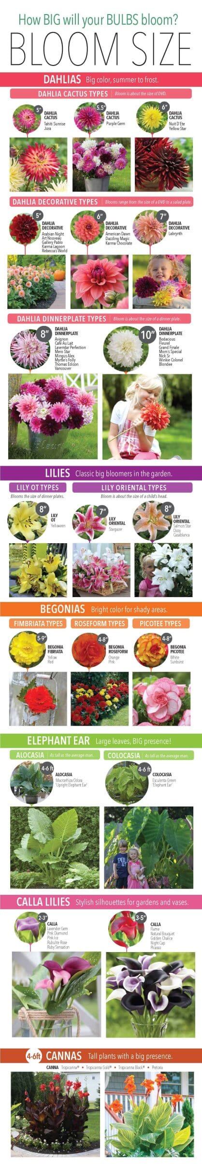 Bloom Size Infographic Click Here