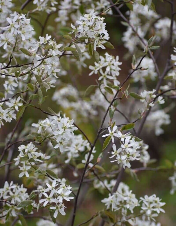 Force Branches for Winter Blooms - Longfield Gardens