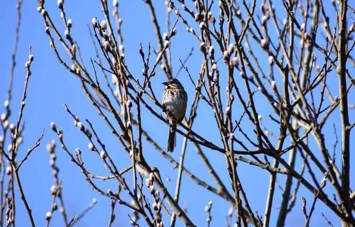 Force Branches for Winter Blooms - Longfield Gardens