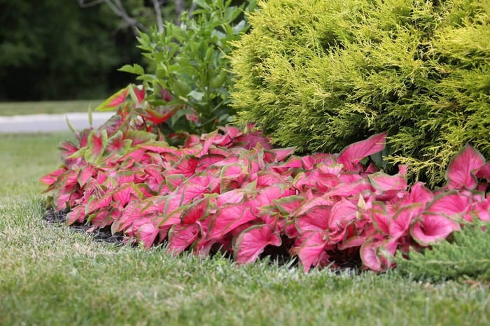Landscaping Made Easy With Caladiums —Longfield-Gardens