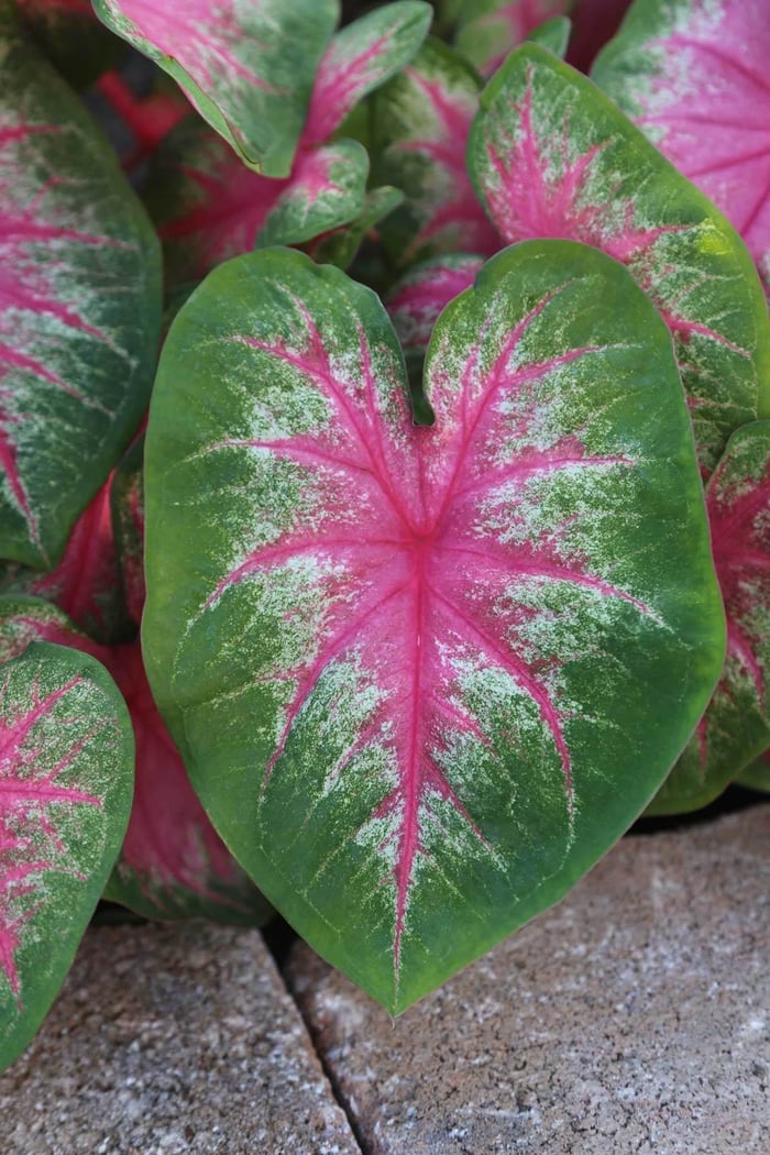 Landscaping Made Easy With Caladiums —Longfield-Gardens