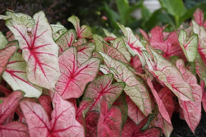 Landscaping Made Easy With Caladiums —Longfield-Gardens
