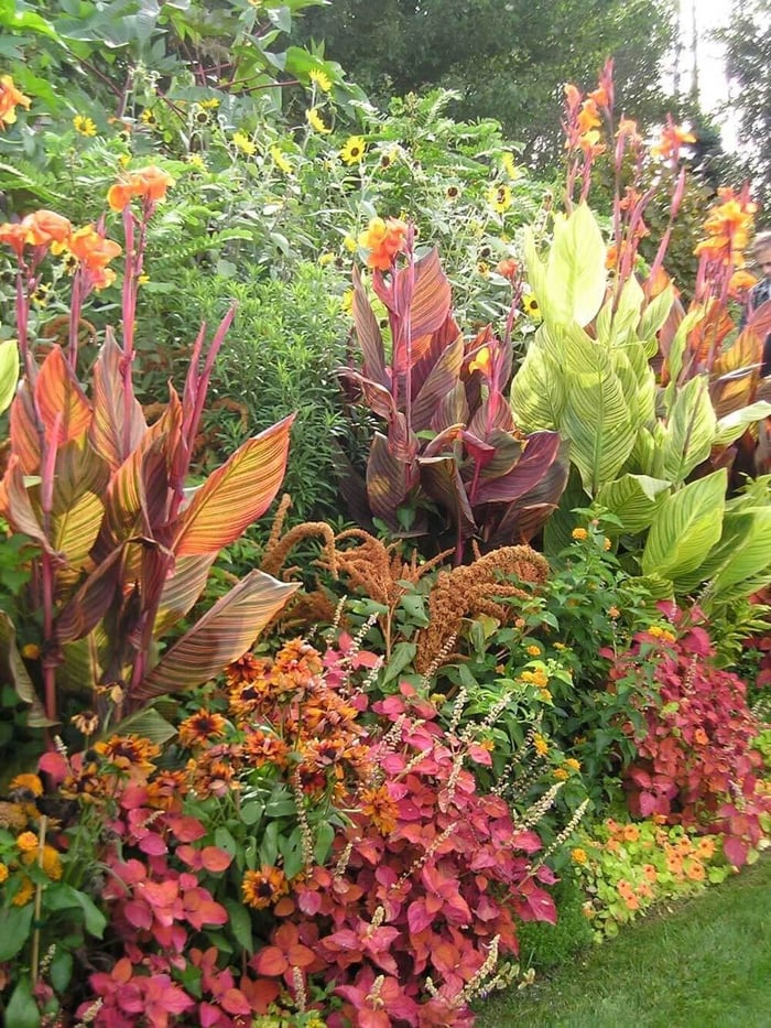 Fresh Ideas for Growing Cannas in Your Garden—Longfield-Gardens