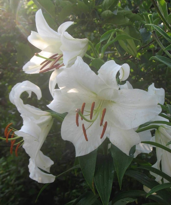 Growing Lilies in Pots for Late Season Color - Longfield Gardens