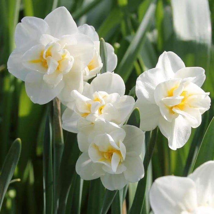 Daffodil Cheerfulness - Longfield Gardens