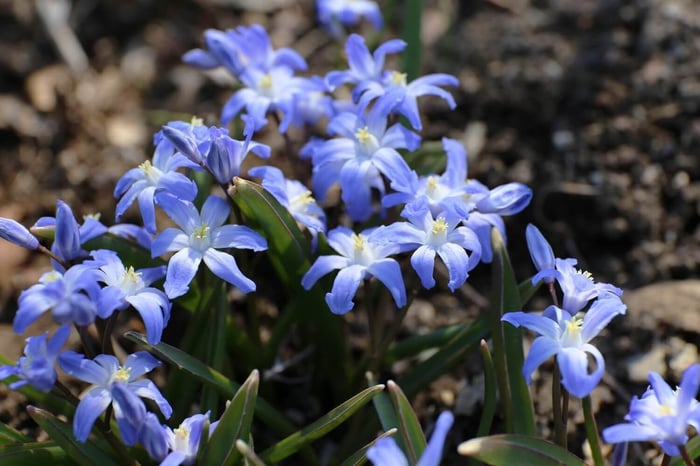 How to Plant a Carpet of Blue Spring Flowers - Longfield Gardens