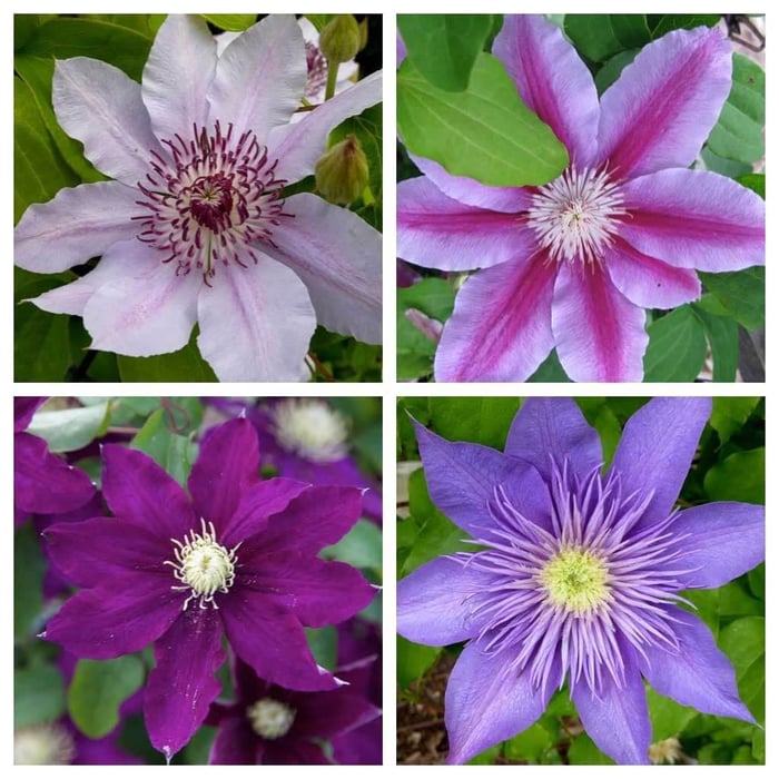 Give Your Garden a Lift With Clematis - Longfield Gardens