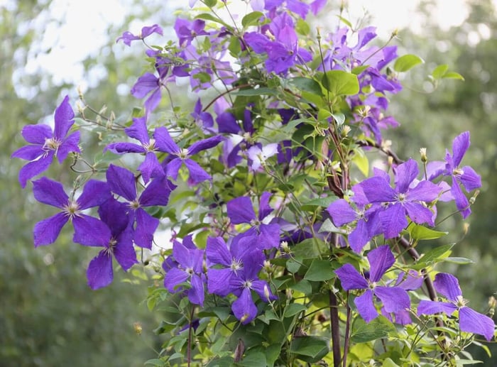 Clematis Jackmanii - Longfield Gardens