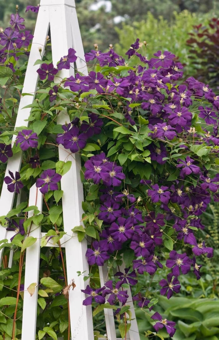 Give Your Garden a Lift With Clematis - Longfield Gardens