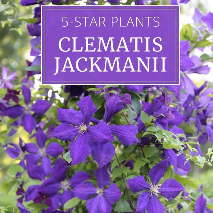 Clematis_Jackmanii.jpg?v=1765890596