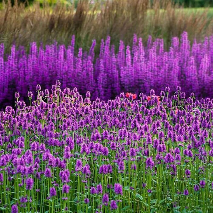 How to Use Purple Flowers in Your Garden - Longfield Gardens