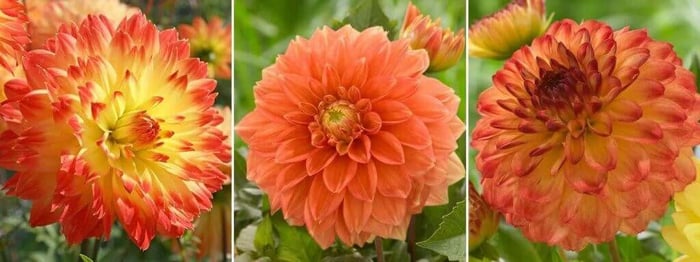 2020 Color Trends for Your Flower Garden - Longfield Gardens