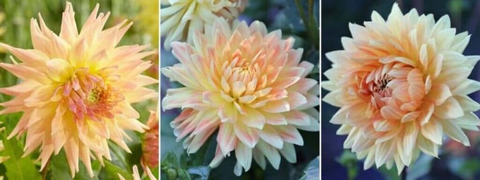 2020 Color Trends for Your Flower Garden - Longfield Gardens