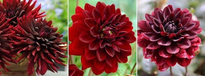 2020 Color Trends for Your Flower Garden - Longfield Gardens
