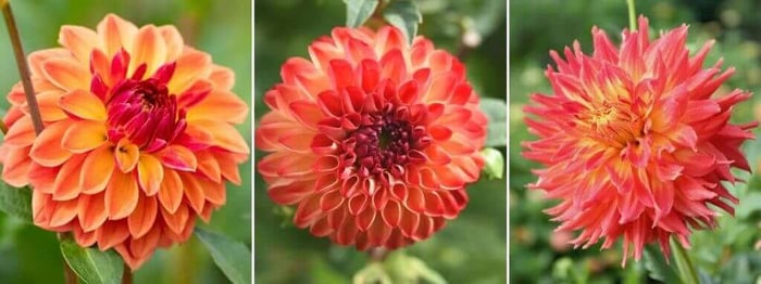 2020 Color Trends for Your Flower Garden - Longfield Gardens