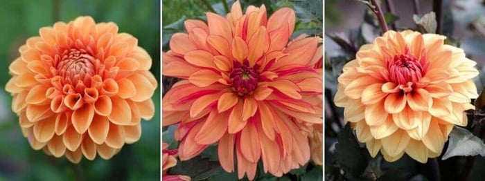 2020 Color Trends for Your Flower Garden - Longfield Gardens
