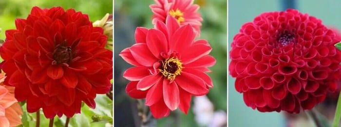 2020 Color Trends for Your Flower Garden - Longfield Gardens
