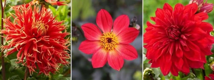 2020 Color Trends for Your Flower Garden - Longfield Gardens