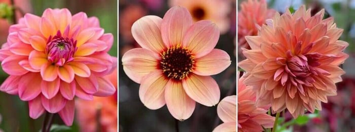 2020 Color Trends for Your Flower Garden - Longfield Gardens