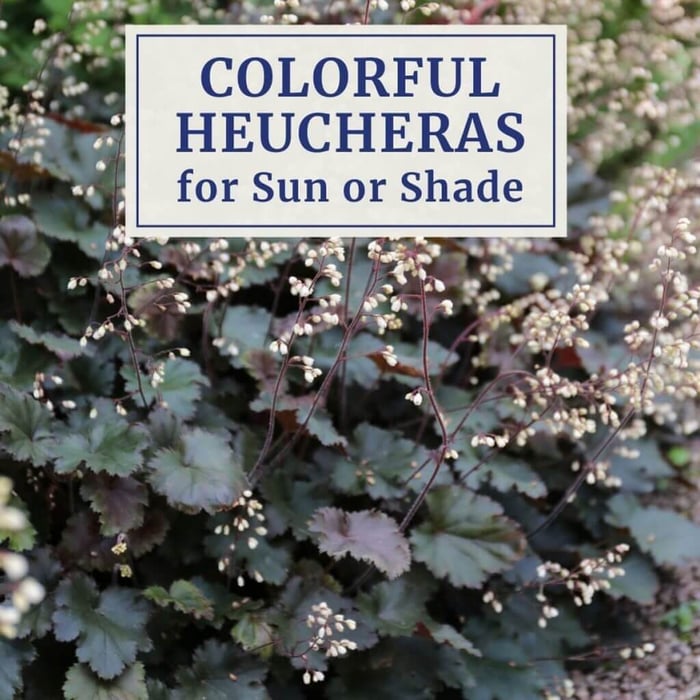 Colorful-Heucheras-for-Sun-or-Shade-Longfield Gardens
