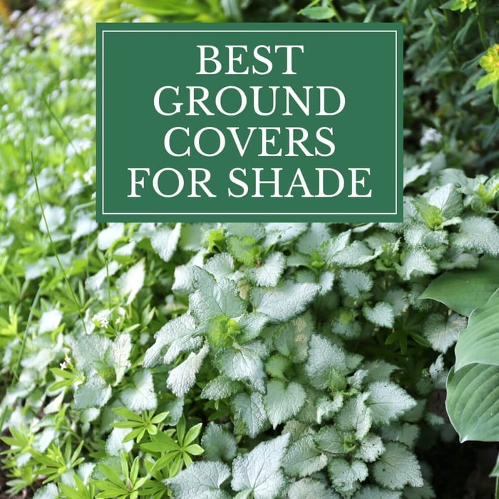 Copy of 10 Easy Perennials for Shade