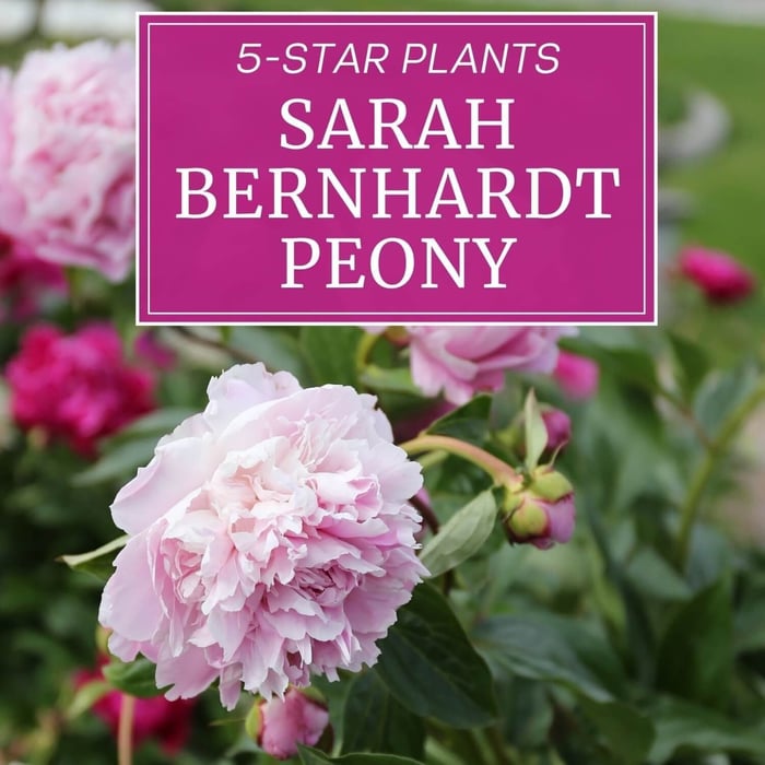 Sarah Bernhardt Peony - Longfield Gardens