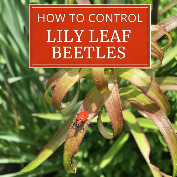 How to Control Lily Leaf Beetle - Longfield Gardens
