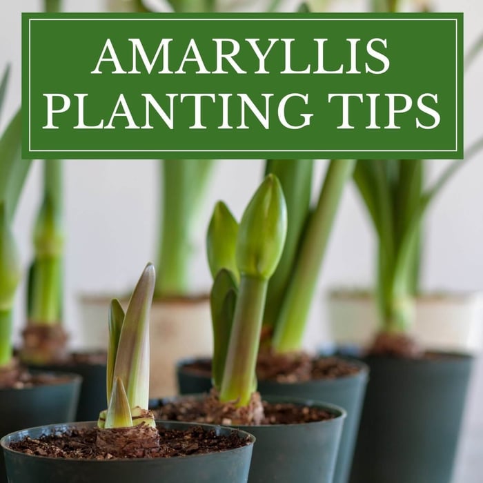 Copy of Amaryllis for mid-winter blooms