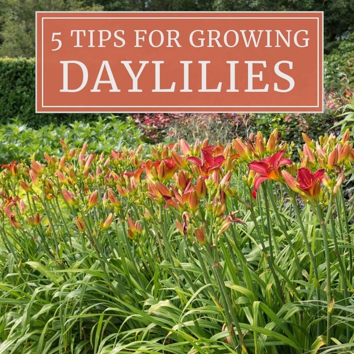 5 Tips for Growing Daylilies - Longfield Gardens