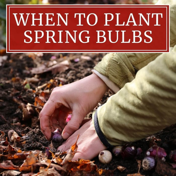 When to Plant Spring Blooming Bulbs - Longfield Gardens