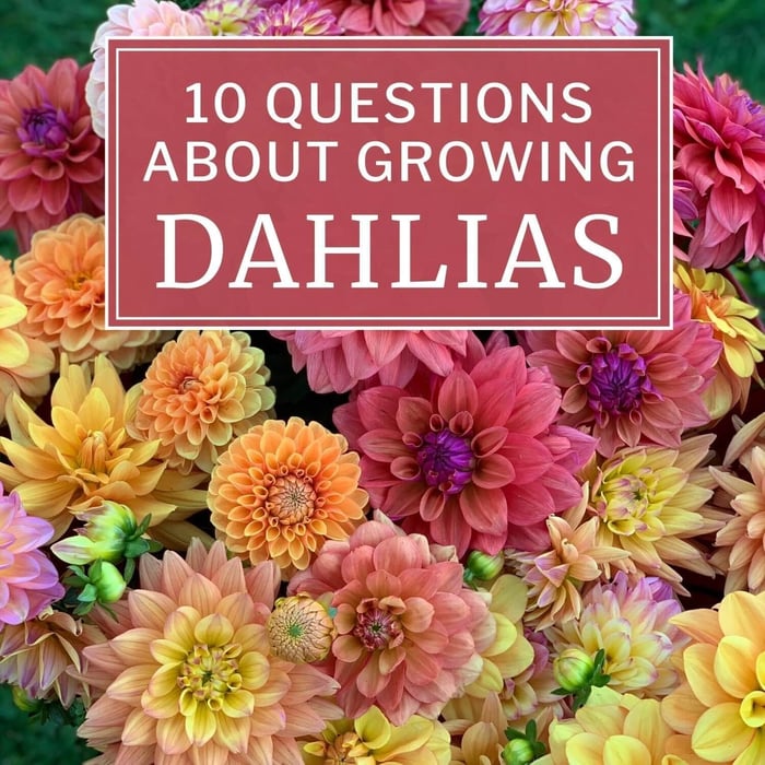10 Questions About Growing Dahlias - Longfield Gardens