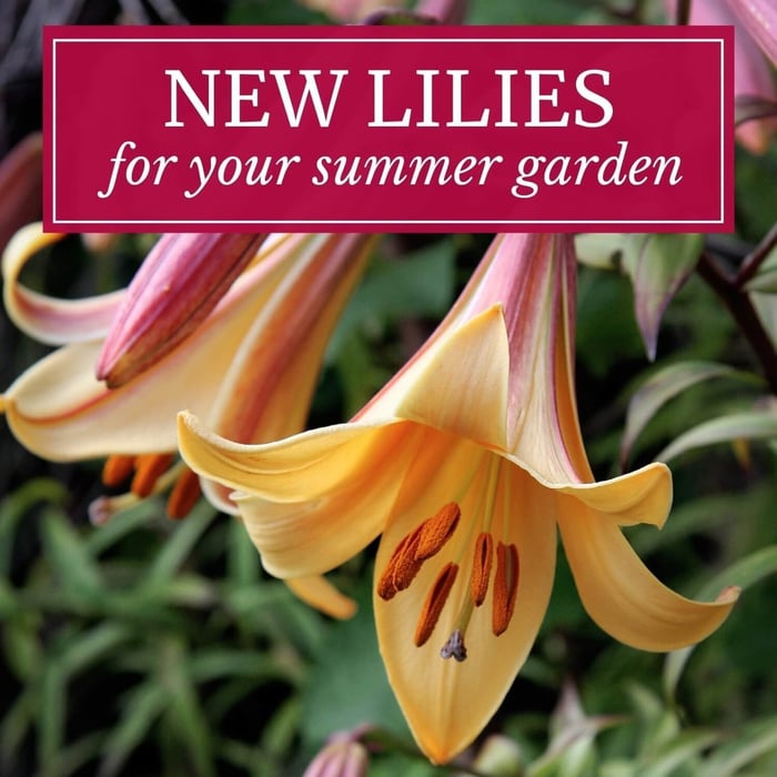 New Lilies for Your Summer Garden - Longfield Gardens