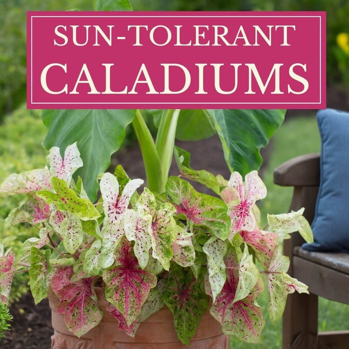 Sun Tolerant Caladiums - Longfield Gardens