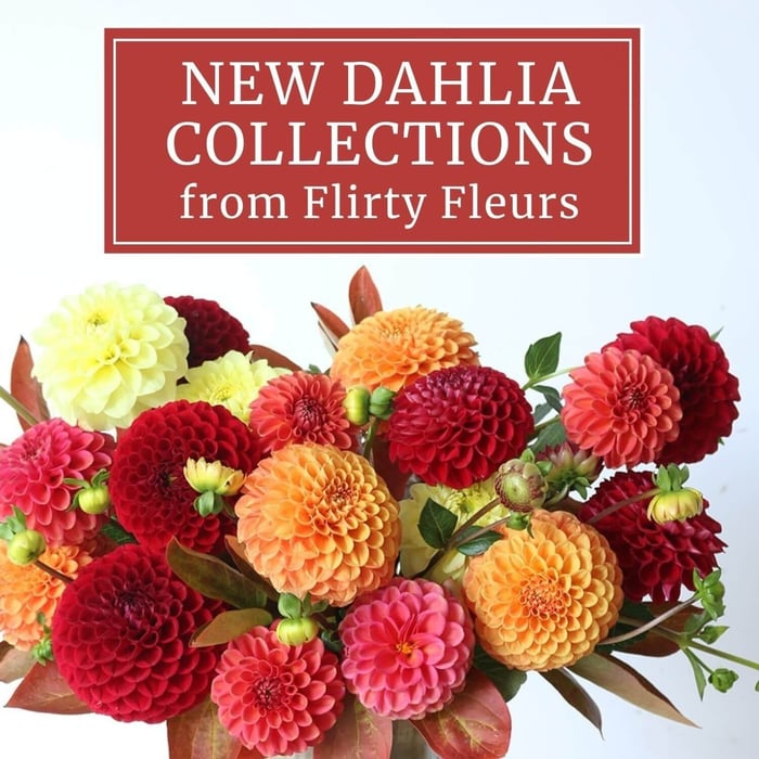 New Dahlia Collections from Flirty Fleurs - Longfield Gardens