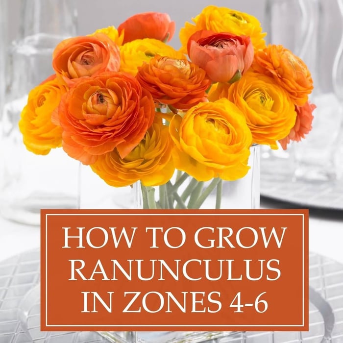 How to Grow Ranunculus in Zones 4-6 - Longfield Gardens