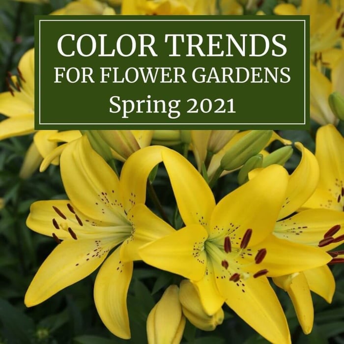 2021 Color Trends for Your Flower Garden - Longfield Gardens