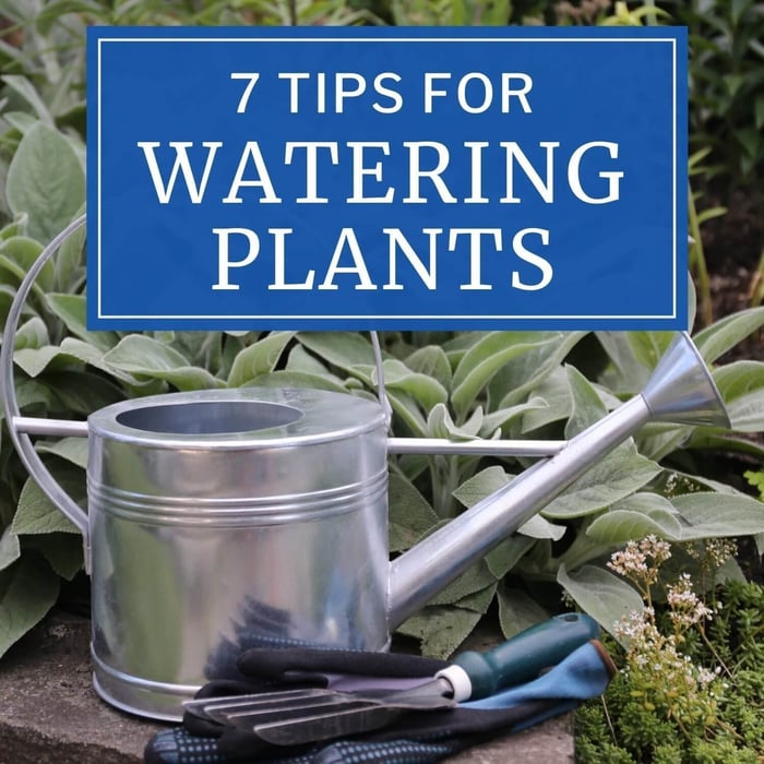 7 Tips for Watering Plants - Longfield Gardens
