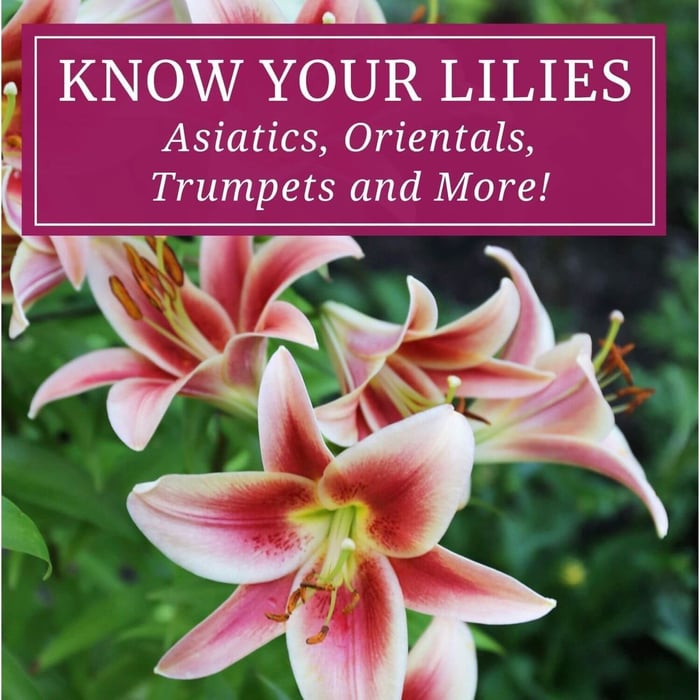Types of Lilies - Longfield Gardens