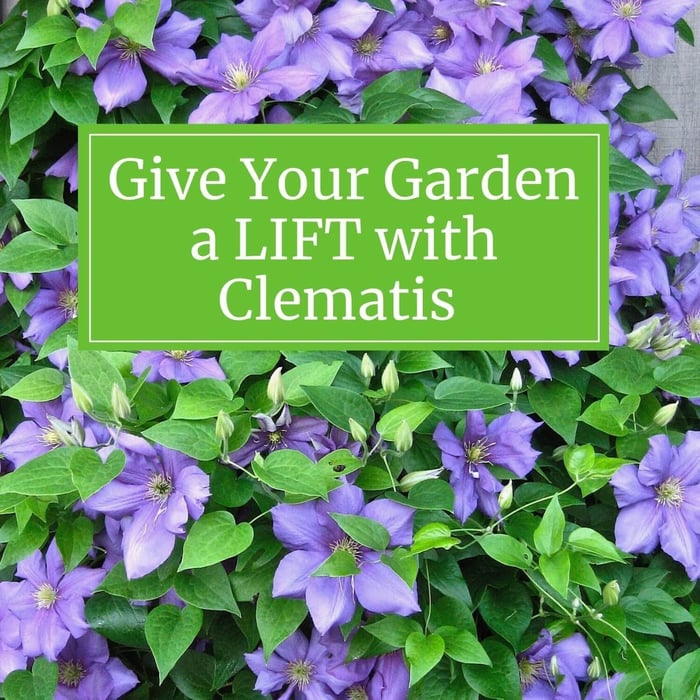 Give Your Garden a Lift with Clematis - Longfield Gardens