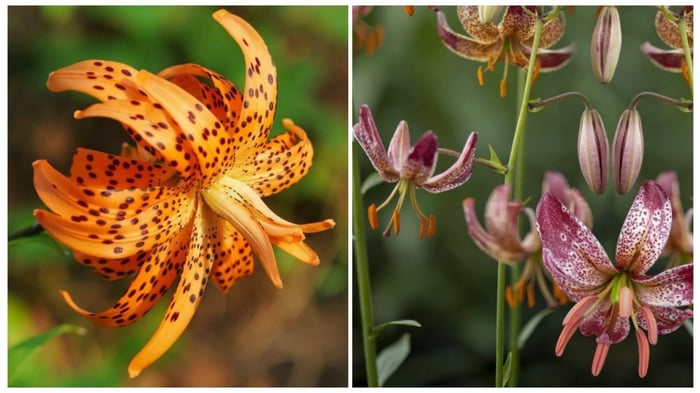 New Lilies for Your Summer Garden - Longfield Gardens