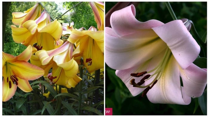 New Lilies for Your Summer Garden - Longfield Gardens