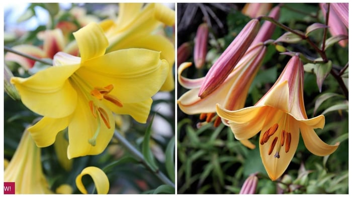 New Lilies for Your Summer Garden - Longfield Gardens