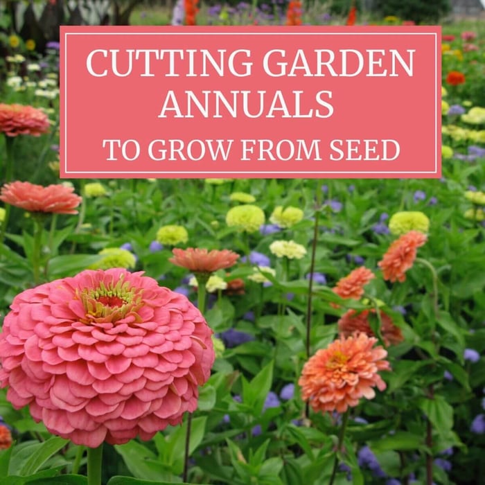 Cutting-Garden-Annuals-to-Grow-From-Seed-Longfield Gardens