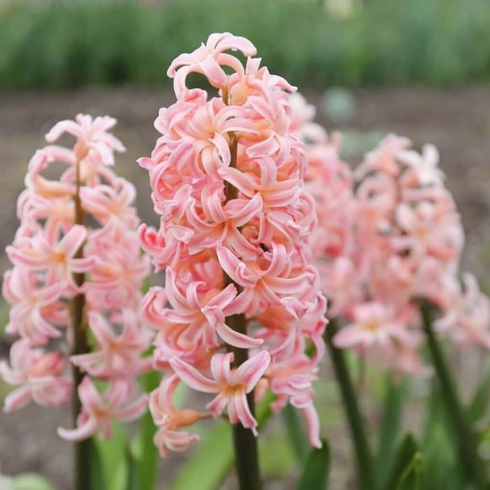 How to force hyacinths in soil and water