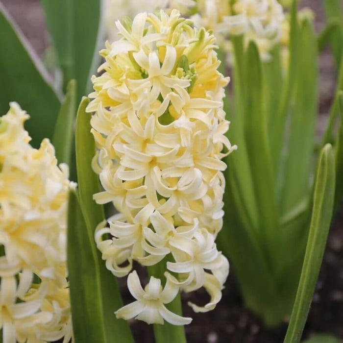 How to force hyacinths in soil and water Longfield Gardens