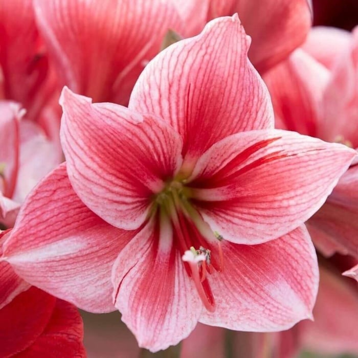 My passion for amaryllis Longfield Gardens